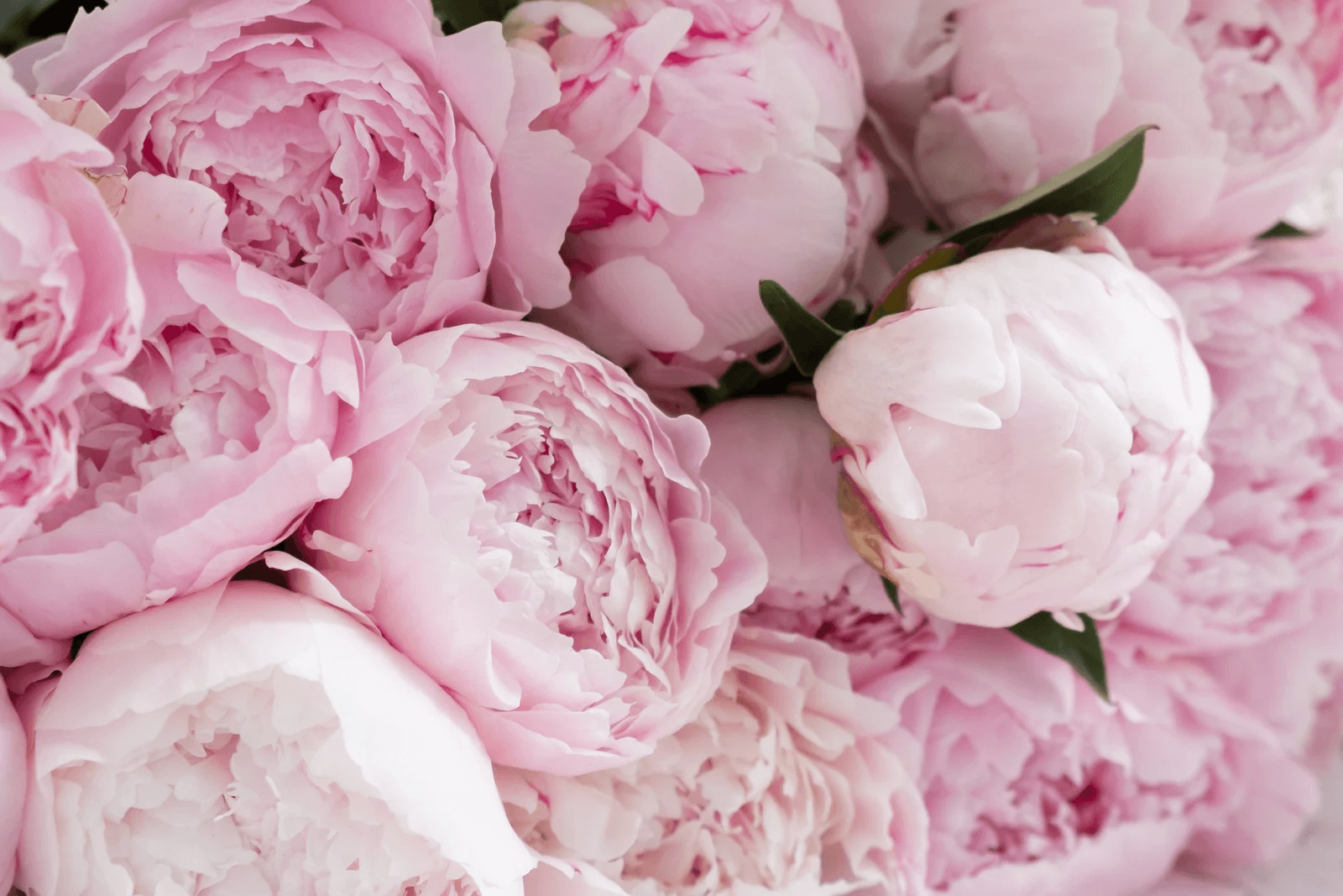 Peony Delivery Miami - Order Peonies Bouquets | My Peonika