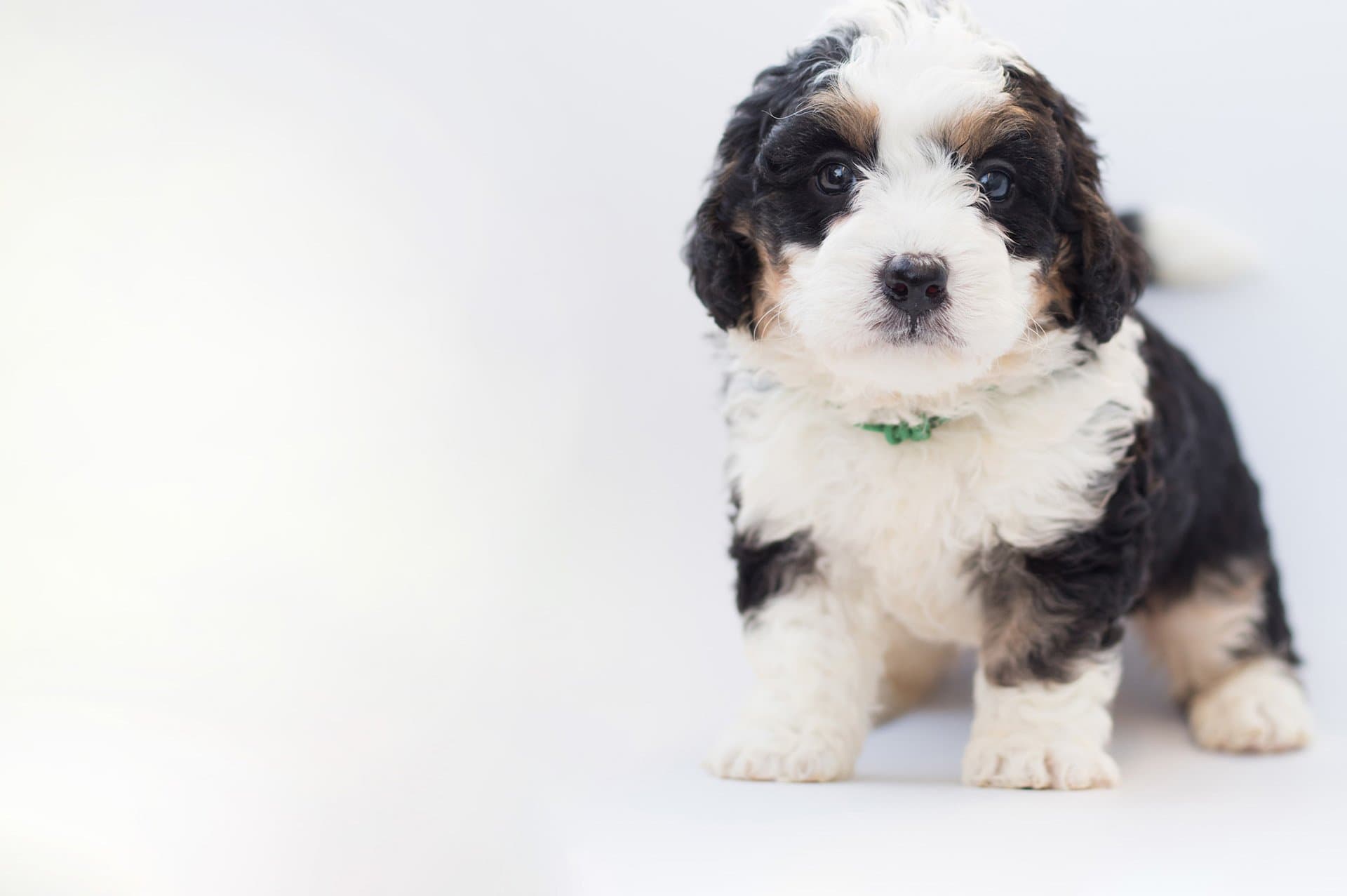 Beau | Poodles 2 Doodles - Best Sheepadoodle and Goldendoodle Breeder in Iowa